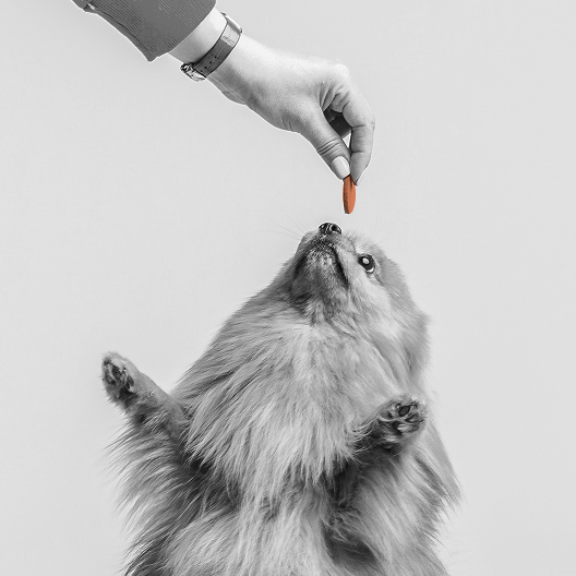 Pet supplements