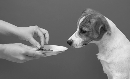 Pet supplements
